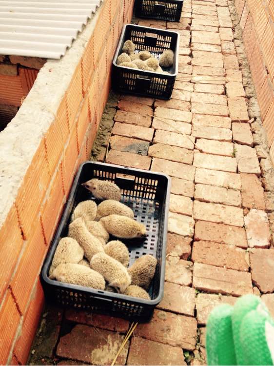 beat365官网中文-王者归来 AG超玩会横扫RNG.M重返西部第一(图1)