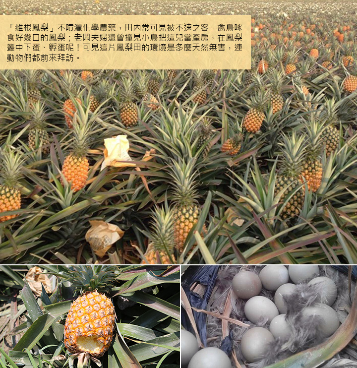 国服第一女玄策挑战7天冲榜T3冷门战士，成功全网首人，失败就COS！_BEAT365(图2)