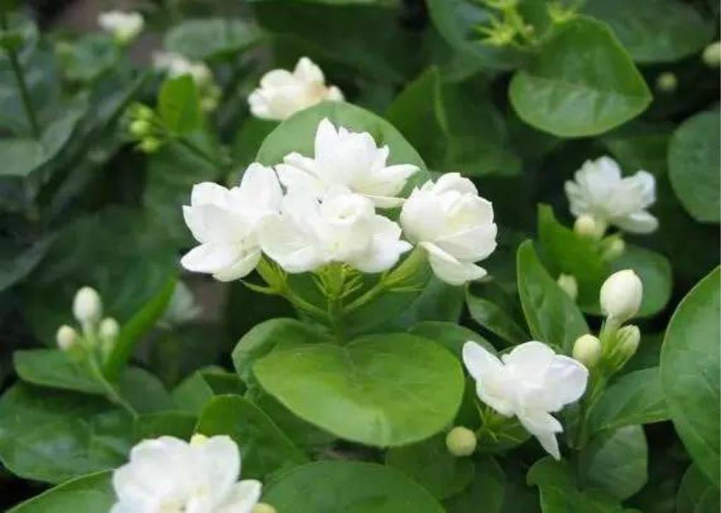 他减伤不如老夫子，爆发不如铠，但是后期只有吕布能与之一战！-beat365官网中文(图2)